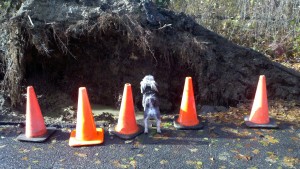 photo of dog Dog surveying uprooted tree