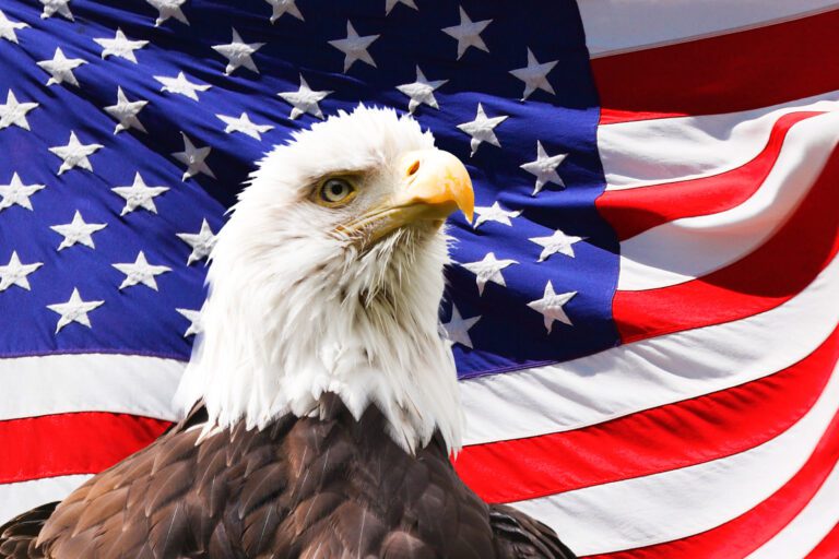 bald-eagle-and-a-flag